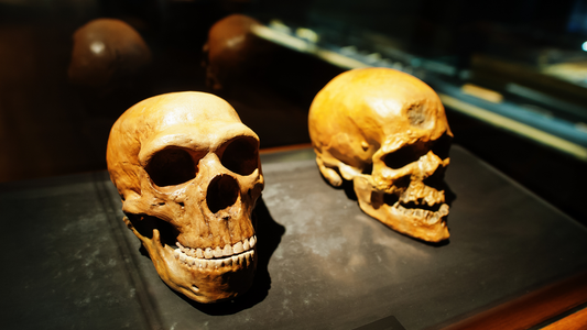 Genética evolutiva: sí, venimos del mono