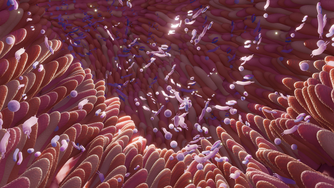 ¿Cómo se hace un estudio de microbiota intestinal?