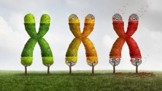 TEST DE LONGEVIDAD - ANÁLISIS DE TELÓMEROS: HealthTAV® - Life Lenght